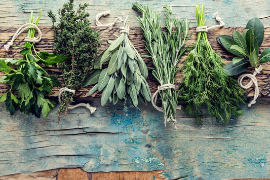 Fenchel ganz - grün